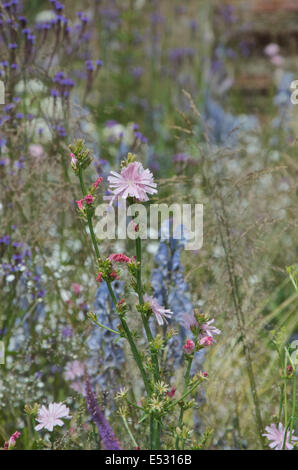 Rosa selvatica cicoria in fiore - Cichorium intybus f. Roseum crescente con Aconitum e Verbena Foto Stock