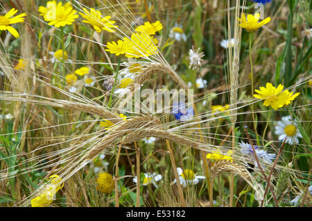 Dettaglio di steli di grano con la golden teste mature in un cornfield con mais Le calendule, mais camomilla e cornflowers. Foto Stock