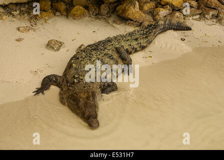 Animali selvatici. Crocodile crogiolarsi al sole,Colombia Foto Stock