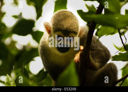Amazon e america Monkey: Saimiri sciureus sciureus Foto Stock