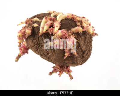 Chiusura del vecchio patate che hanno iniziato la germogliazione . Foto Stock