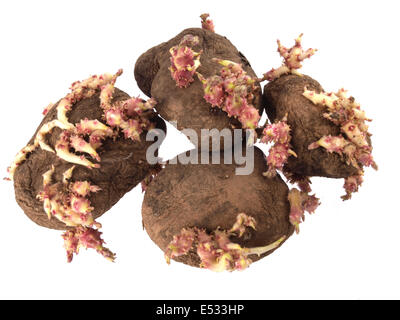 Chiusura del vecchio patate che hanno iniziato la germogliazione . Foto Stock