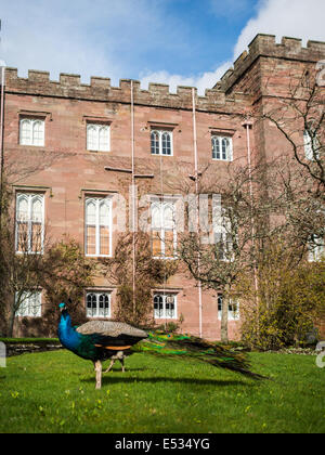 Peacock e Scone Palace building Foto Stock