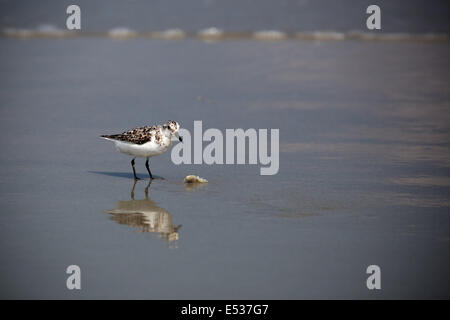 Moulting Sanderling su South Carolina Beach dove mangiare in agosto Foto Stock