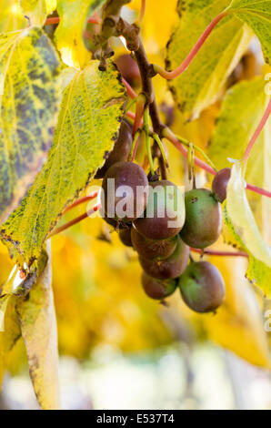 I Kiwi sulla vite in un frutteto Foto Stock