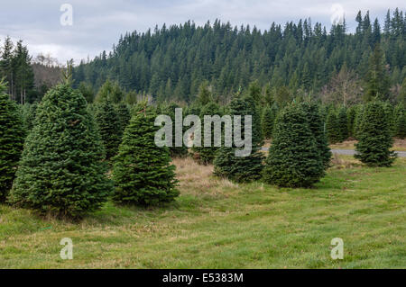 Un tree farm crescente di abeti per le decorazioni di Natale Foto Stock