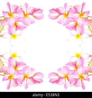 Fiori di rosa fiori di Plumeria, isolato su sfondo bianco Foto Stock