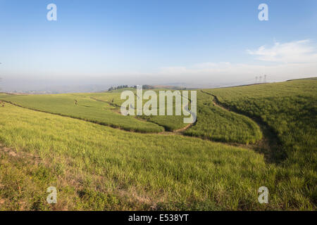 Colture di agricoltura Foto Stock