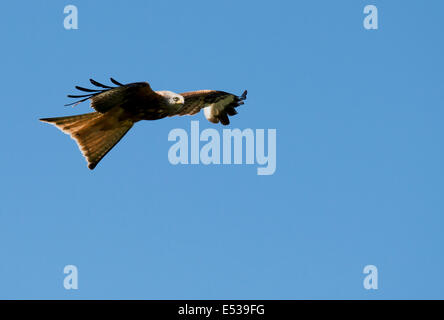 Nibbio reale Milvus milvus in volo contro il profondo blu del cielo sopra il Black Isle , Scozia Foto Stock