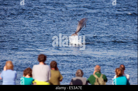 Il tursiope o delfino maggiore sfondamento di vitello davanti a curiosi Chanonry Point, Scozia Foto Stock