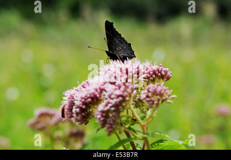 Viste intorno al Mulino di Flatford area che sono stati resi famosi da dipinti di John Constable Butterfly si assesta su un fiore Foto Stock