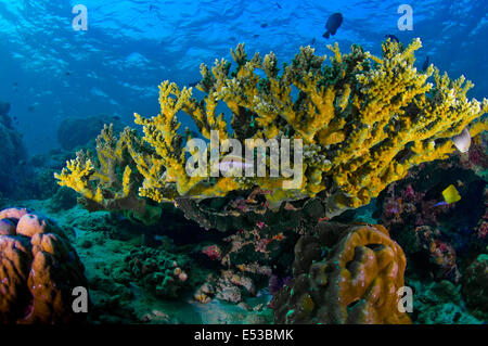 La Staghorn coral, Sipadan, Malaysia Foto Stock