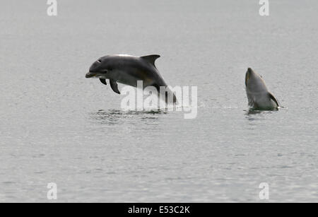 Due delfini Bottlenose calf sta suonando a Chanonry Point, Scozia Foto Stock