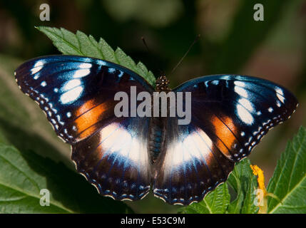 Comune (Eggfly Hypolimnas bolina) femmina Foto Stock