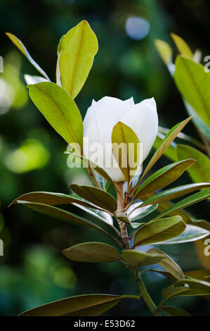 Magnolia grandiflora Exmouth. Fiore bianco. Foto Stock