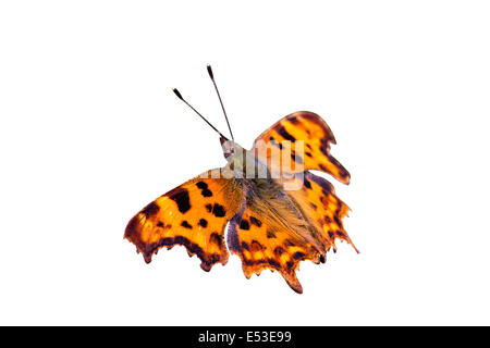 Singola, a farfalla arancione virgola, Polygonia c-album, intaglio isolato su sfondo bianco con percorso di clipping ali stese in sun Foto Stock