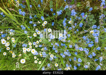 Dimenticare-me-non e margherite che crescono in un giardino boarder, England, Regno Unito Foto Stock