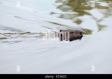 Beaver in stagno, Massa Audubon, Ipswich River Wildlife Sanctuary, Topsfield, MA Foto Stock