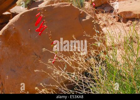 Scarlet Penstemon in Bloom, Utah - USA Foto Stock