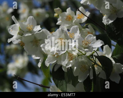 Mock bianco fiori arancione (Filadelfo sp) con ciuffo di stami gialli soleggiato contro il cielo blu e fogliame Foto Stock