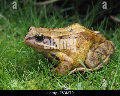 Europei maturi Rana comune (Rana temporaria) in seduta di erba bagnata Foto Stock