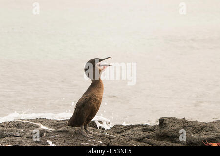 Flightless Cormorant sulla riva in isole Galapagos Foto Stock