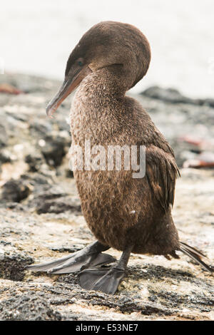 Flightless Cormorant sulla riva in isole Galapagos Foto Stock