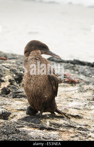 Flightless Cormorant sulla riva in isole Galapagos Foto Stock