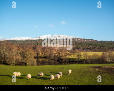 Paesaggio scozzese con pecora Foto Stock