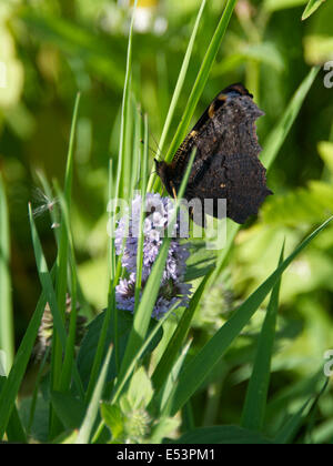 Brockham, Dorking, Surrey, Regno Unito. 19 Luglio, 2014. Il Regno Unito Grande Farfalla Count avviene 19 Luglio al 10 agosto. Farfalle sulle rive del Fiume Mole a Brockham, Surrey. Sabato 19 Luglio 2014. Una farfalla pavone 'Inachis io' poggia sull'acqua Mint 'Mentha aquatica' in un prato selvatico sulle rive del Fiume Mole a Brockham, Dorking, Surrey Credito: Foto di Lindsay Constable / Alamy Live News Foto Stock