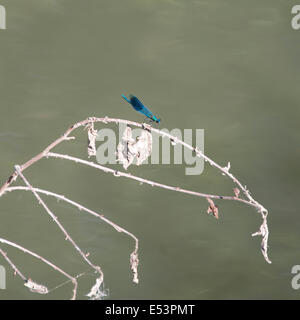 Brockham, Dorking, Surrey, Regno Unito. 19 Luglio, 2014. Il Regno Unito Grande Farfalla Count avviene 19 Luglio al 10 agosto. Farfalle sulle rive del Fiume Mole a Brockham, Surrey. Sabato 19 Luglio 2014. Una fanciulla Fly 'Zygoptera' poggia su un ramoscello sulle rive del Fiume Mole a Brockham, Dorking, Surrey Credito: Foto di Lindsay Constable / Alamy Live News Foto Stock