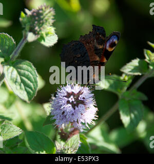 Brockham, Dorking, Surrey, Regno Unito. 19 Luglio, 2014. Il Regno Unito Grande Farfalla Count avviene 19 Luglio al 10 agosto. Farfalle sulle rive del Fiume Mole a Brockham, Surrey. Sabato 19 Luglio 2014. Una farfalla pavone 'Inachis io' poggia sull'acqua Mint 'Mentha aquatica' in un prato selvatico sulle rive del Fiume Mole a Brockham, Dorking, Surrey Credito: Foto di Lindsay Constable / Alamy Live News Foto Stock