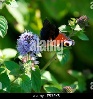 Brockham, Dorking, Surrey, Regno Unito. 19 Luglio, 2014. Il Regno Unito Grande Farfalla Count avviene 19 Luglio al 10 agosto. Farfalle sulle rive del Fiume Mole a Brockham, Surrey. Sabato 19 Luglio 2014. Una farfalla pavone 'Inachis io' poggia sull'acqua Mint 'Mentha aquatica' in un prato selvatico sulle rive del Fiume Mole a Brockham, Dorking, Surrey Credito: Foto di Lindsay Constable / Alamy Live News Foto Stock