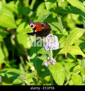 Brockham, Dorking, Surrey, Regno Unito. 19 Luglio, 2014. Il Regno Unito Grande Farfalla Count avviene 19 Luglio al 10 agosto. Farfalle sulle rive del Fiume Mole a Brockham, Surrey. Sabato 19 Luglio 2014. Una farfalla pavone 'Inachis io' poggia sull'acqua Mint 'Mentha aquatica' in un prato selvatico sulle rive del Fiume Mole a Brockham, Dorking, Surrey Credito: Foto di Lindsay Constable / Alamy Live News Foto Stock