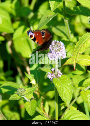 Brockham, Dorking, Surrey, Regno Unito. 19 Luglio, 2014. Il Regno Unito Grande Farfalla Count avviene 19 Luglio al 10 agosto. Farfalle sulle rive del Fiume Mole a Brockham, Surrey. Sabato 19 Luglio 2014. Una farfalla pavone 'Inachis io' poggia sull'acqua Mint 'Mentha aquatica' in un prato selvatico sulle rive del Fiume Mole a Brockham, Dorking, Surrey Credito: Foto di Lindsay Constable / Alamy Live News Foto Stock