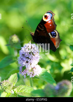 Brockham, Dorking, Surrey, Regno Unito. 19 Luglio, 2014. Il Regno Unito Grande Farfalla Count avviene 19 Luglio al 10 agosto. Farfalle sulle rive del Fiume Mole a Brockham, Surrey. Sabato 19 Luglio 2014. Una farfalla pavone 'Inachis io' poggia sull'acqua Mint 'Mentha aquatica' in un prato selvatico sulle rive del Fiume Mole a Brockham, Dorking, Surrey Credito: Foto di Lindsay Constable / Alamy Live News Foto Stock