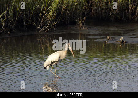 Un Americano Woodstork wades in a Coastal salt marsh lungo la costa del South Carolina. Foto Stock