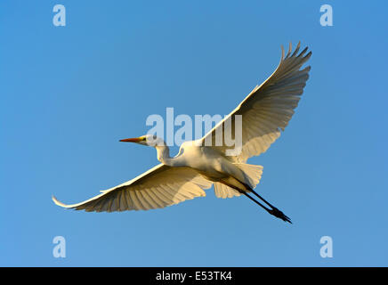 Grande egretta, Ardea alba, in volo Foto Stock