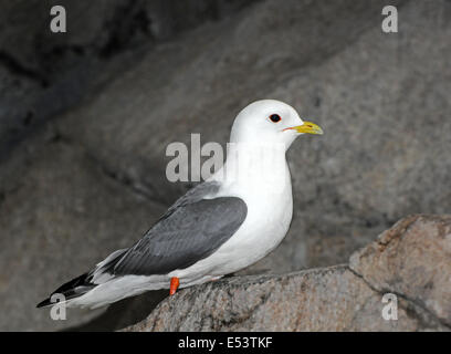 Red-gambe kittiwake ,Rissa brevirostris, uccelli marini Foto Stock