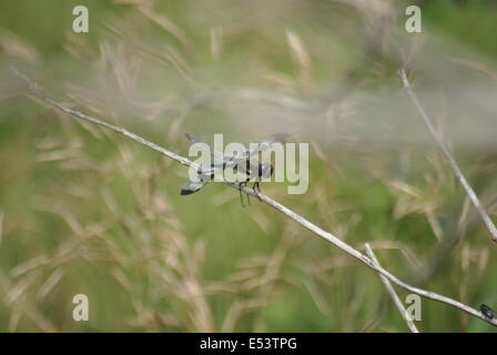 In bianco e nero di libellula seduta su di un ramo Foto Stock