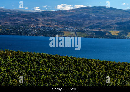 Monaco grigio vigneto con lago Okanagan nella terra di mezzo e poco Bianco mt Foto Stock