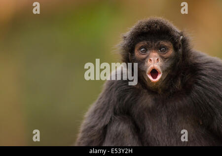 Black spider monkey Ateles chamek Foto Stock