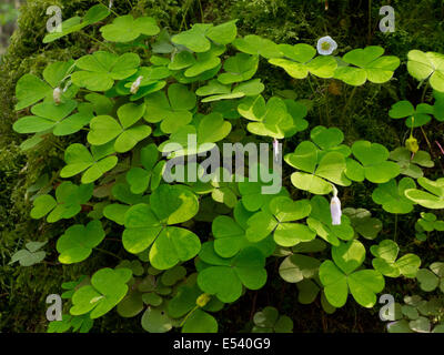 Legno-Acetosella pianta closeup contro il carpino corteccia sfondo, in sun Foto Stock