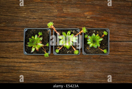 Succulento Sempervivum calcareum in plastica nera vasi per piante sulla ruvida scuro dello sfondo in legno Foto Stock