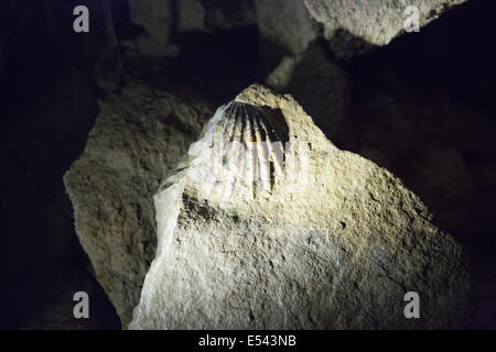 Fossiles nella caverna di Ruakuri Foto Stock