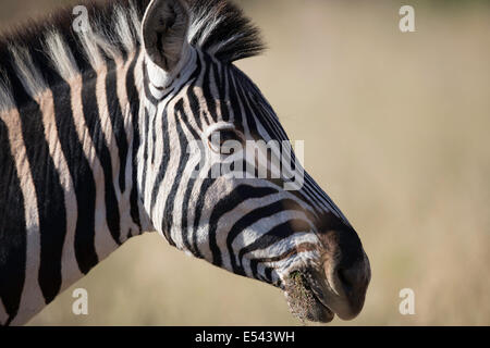 Ritratto di Zebra Pilansberg National Park South Africa nord ovest della provincia Foto Stock