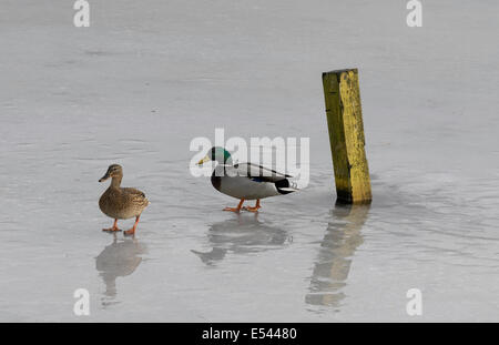 Due anatre su ghiaccio coperto Congelato stagno. Foto Stock