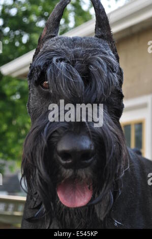 Schnauzer gigante di close-up di testa Foto Stock