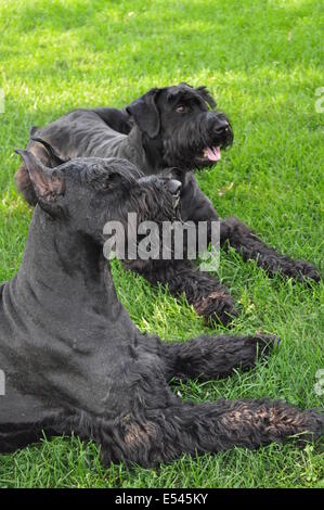 Due giganti Schnauzers giacente in erba Foto Stock