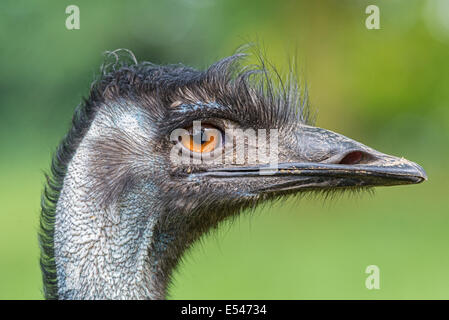 Ritratto di Australian Emu (Dromaius novaehollandiae) Foto Stock